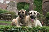 KANGAL 173